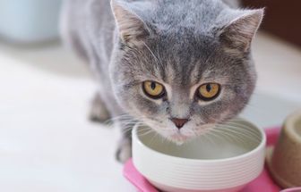 6 cuidados para adotar quando o gato vomita
