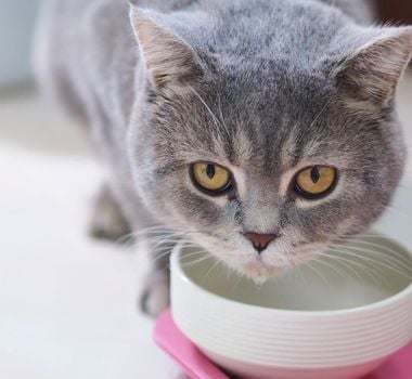 Imagem - 6 cuidados para adotar quando o gato vomita