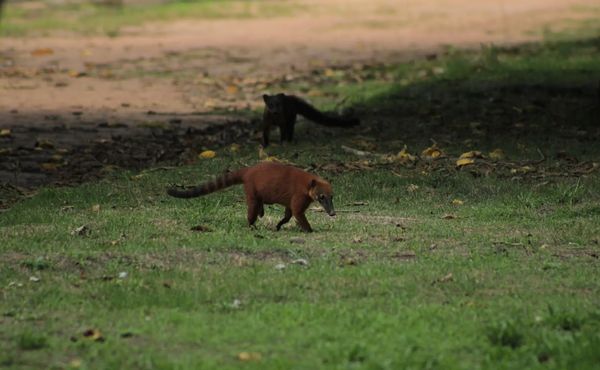 Campanha de avistamento em Ipixuna do Pará identifica mais