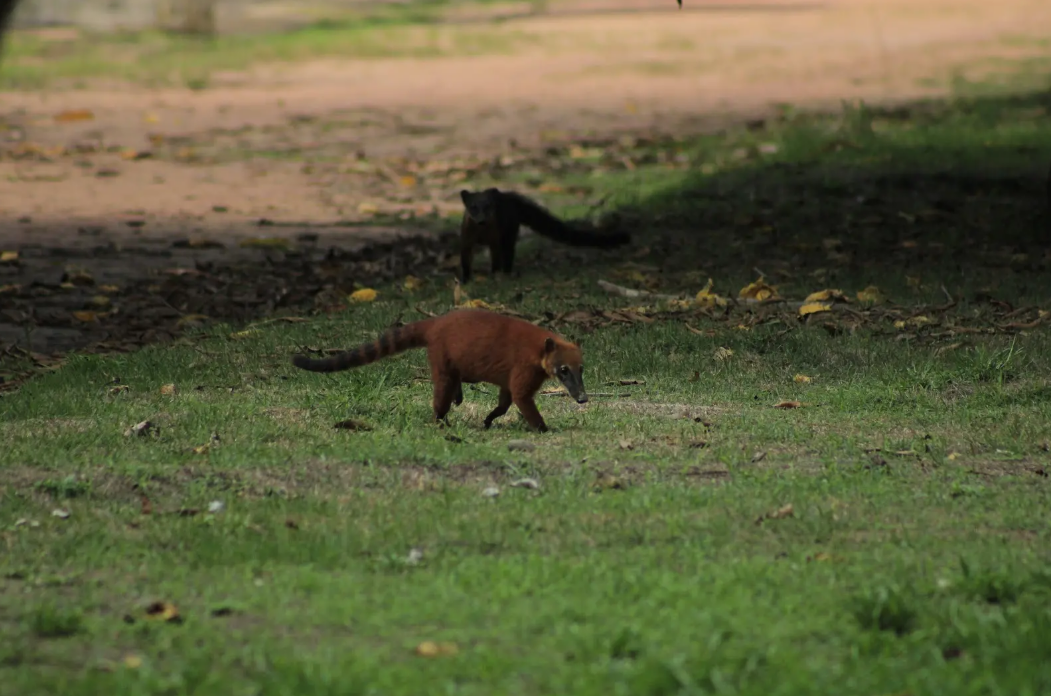Campanha de avistamento em Ipixuna do Pará identifica mais - 