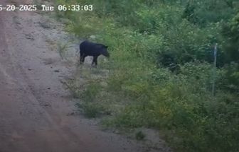 Ameaçada de extinção, anta é flagrada em área de preservação no Pará