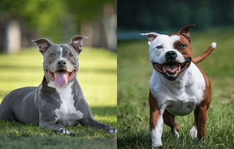 9 diferenças entre as raças pitbull e american staffordshire terrier