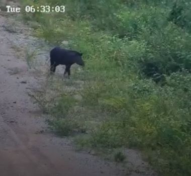 Imagem - Ameaçada de extinção, anta é flagrada em área de preservação no Pará