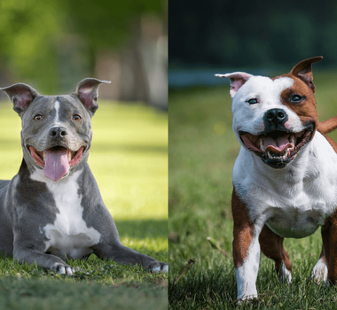 Imagem - 9 diferenças entre as raças pitbull e american staffordshire terrier