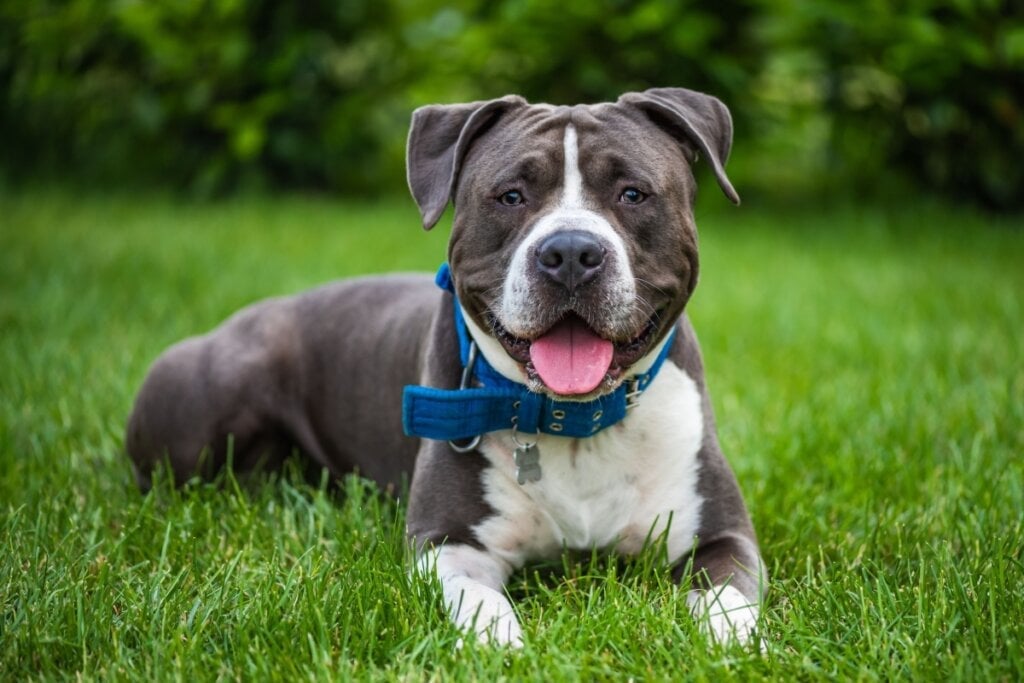 O american staffordshire terrier tem o corpo mais compacto e musculoso (Imagem: Kalmar Peter | Shutterstock)