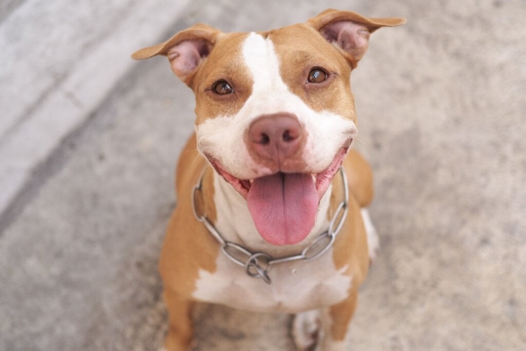 O pitbull costuma ser criado para diferentes fins (Imagem: Natthapot Chantaravibo | Shutterstock)