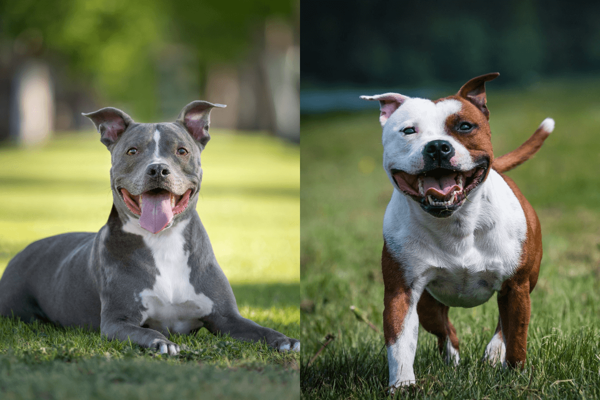 O pitbull e o american staffordshire terrier são cachorros diferentes (Imagem: GoDog Photo e Eve Photography | Shutterstock)