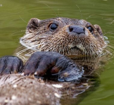 Imagem - 10 curiosidades interessantes sobre as lontras 