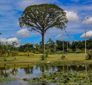 Imagem - Projeto 'Amigos do Utinga' quer mobilizar 1.300 voluntários pela floresta urbana de Belém