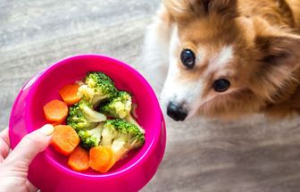 5 sinais de que é hora de mudar a alimentação do animal