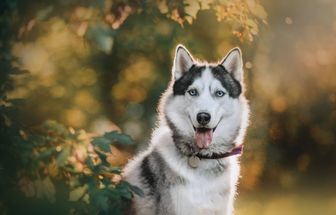 12 nomes fortes para cachorro