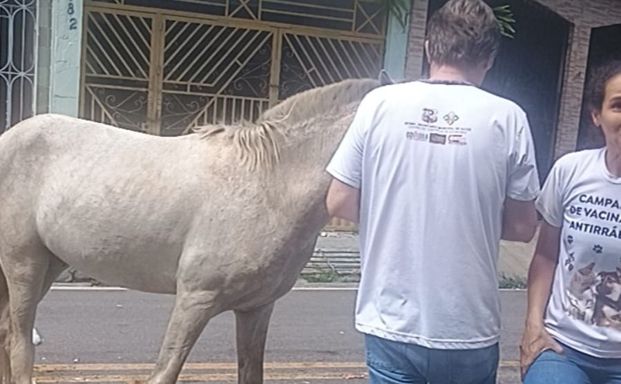 Imagem - Cavalo ferido é resgatado em São Brás após denúncias de maus-tratos