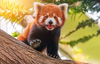 8 curiosidades incríveis sobre os pandas-vermelhos
