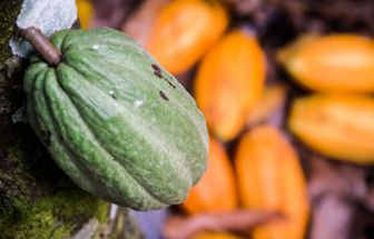 Pará tem a maior produtividade de cacau no mundo e celebra força da cadeia sustentável