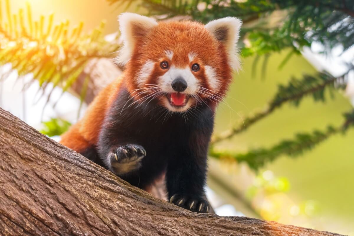 Os pandas-vermelhos são cheios de particularidades e hábitos únicos (Imagem: Anton Watman | Shutterstock) 