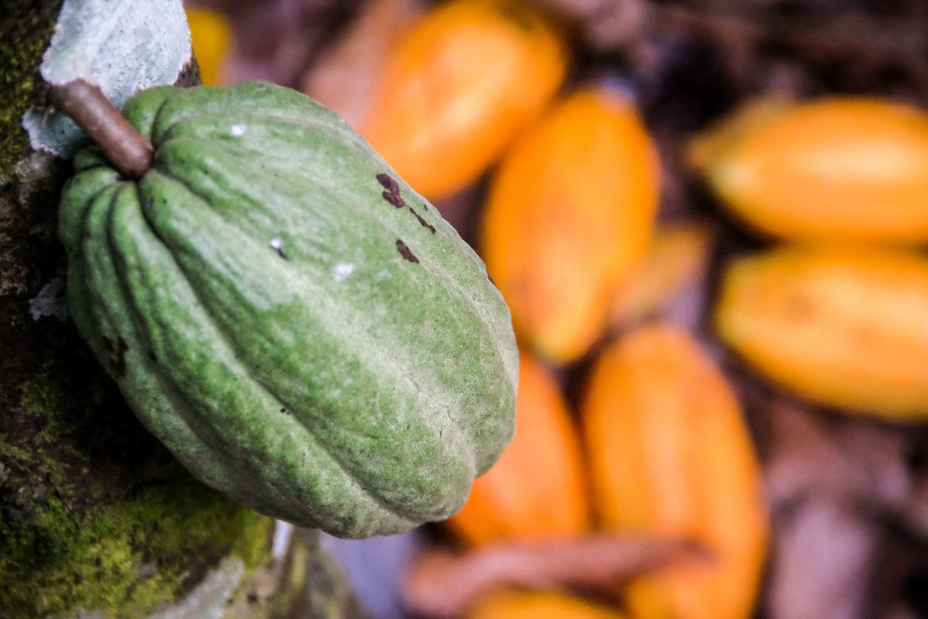 O Pará segue na liderança de referência mundial na produção de cacau cultivado em sistema agroflorestal (SAF). 