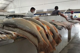 Preços de tainha, serra e tucunaré caem, mas dourada e filhote seguem em alta