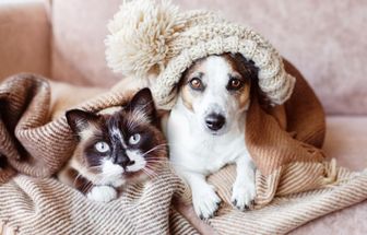 8 impactos do frio na saúde de cães e gatos 