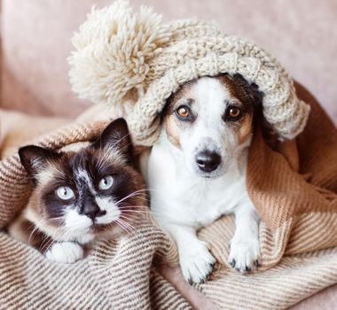 Imagem - 8 impactos do frio na saúde de cães e gatos 