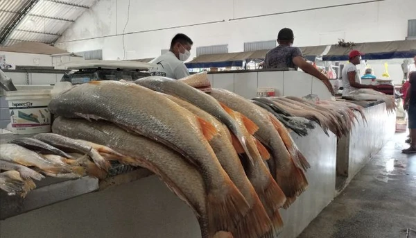 Preços de tainha, serra e tucunaré caem, mas dourada e filhote seguem em alta