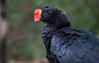 Museu Goeldi suspende visitação ao Parque após morte de ave com suspeita de gripe aviária