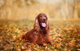4 características do cachorro da raça setter irlandês 