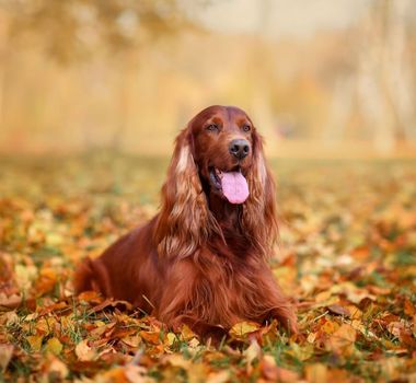 Imagem - 4 características do cachorro da raça setter irlandês 