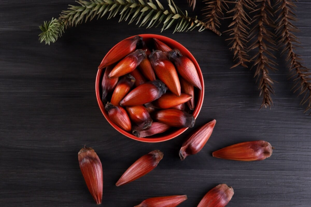 Além de ter um sabor que conquista muitas pessoas ao redor do país, o pinhão também é um alimento fonte de bons nutrientes (Imagem: Cassiano Correia | Shutterstock)