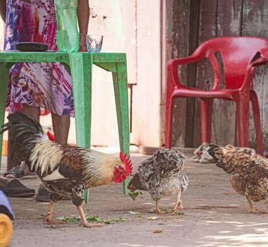 Imagem - Goiás confirma primeiro caso de gripe aviária em galinhas criadas em quintal