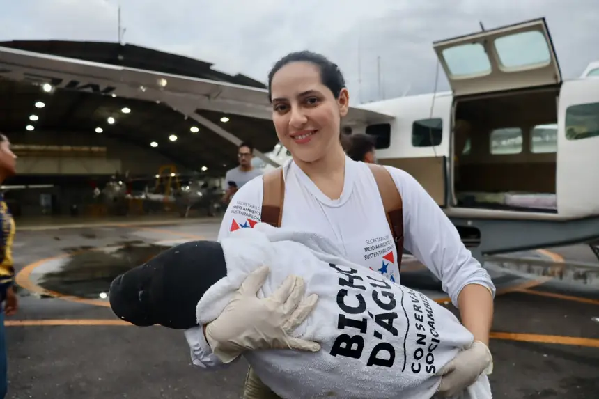 Imagem - Semas realiza o resgate de dois filhotes de peixes-boi no oeste do Pará