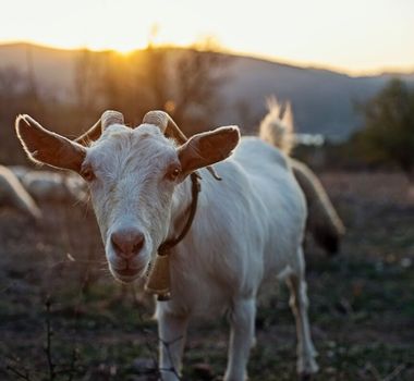 Imagem - 8 curiosidades interessantes sobre as cabras