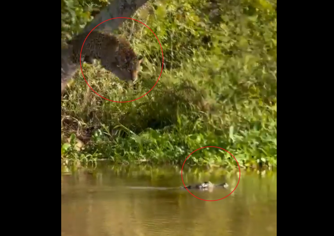 Imagem - Vídeo: Jacaré escapa de ataque de onça e registro viraliza