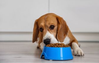 Veja como trocar a comida do animal de forma segura