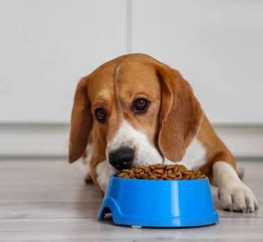 Imagem - Veja como trocar a comida do animal de forma segura