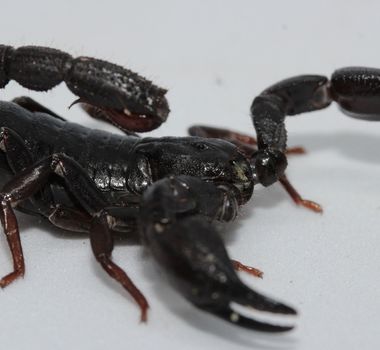 Imagem - Toxina de escorpião da Amazônia pode matar células do câncer de mama
