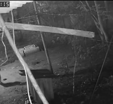 Imagem - Matinta Pereira? Vídeo com assobios misteriosos em Mosqueiro viraliza na internet; assista