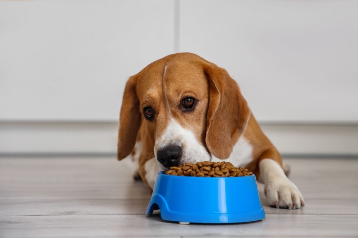 A transição alimentar dos pets é importante para evitar reações gastrointestinais (Imagem: Pixel-Shot
| Shutterstock) 