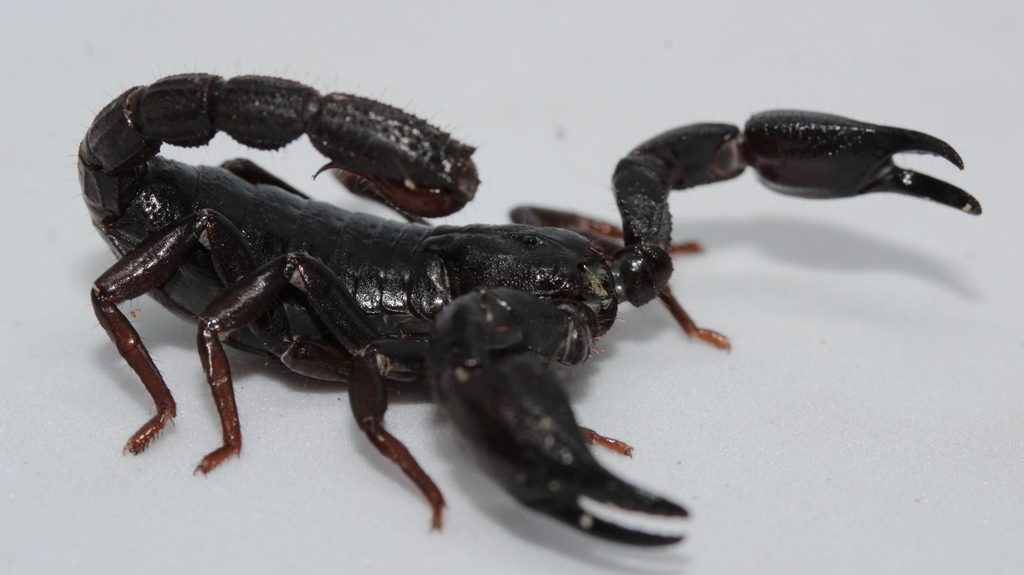 Imagem - Toxina de escorpião da Amazônia pode matar células do câncer de mama