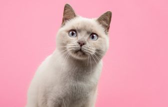 14 nomes para gatos inspirados na cultura geek 