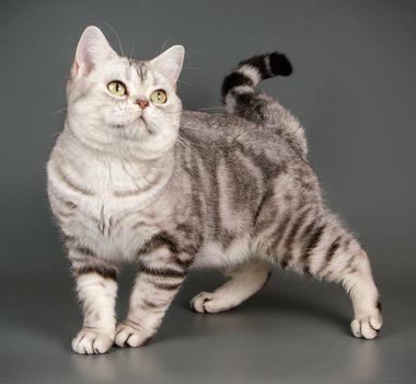 Imagem - 7 raças de gato mais tranquilas 