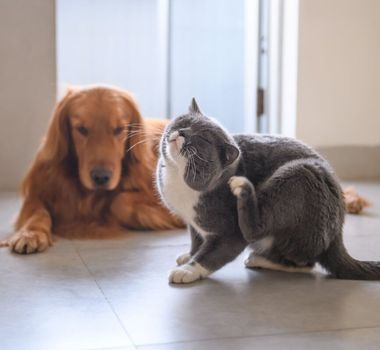 Imagem - 3 chás para ajudar a aliviar a coceira em cães e gatos