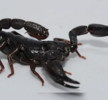 Imagem - Toxina de escorpião da Amazônia mostra potencial para combater câncer de mama