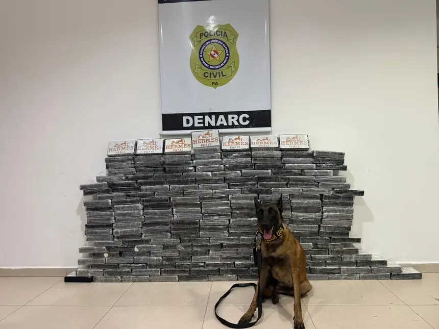 (Com o apoio de um cão farejador, os agentes localizaram os tabletes de cocaína escondidos entre as sacas de milho.)