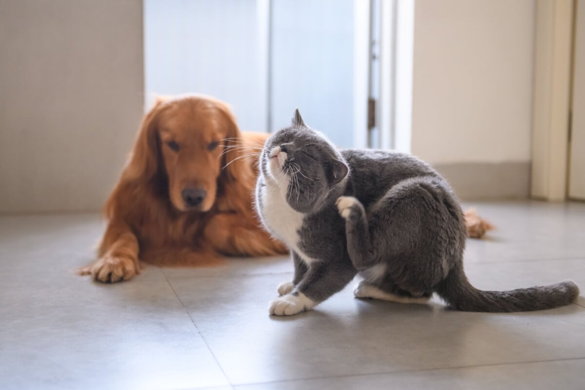Imagem - 3 chás para ajudar a aliviar a coceira em cães e gatos