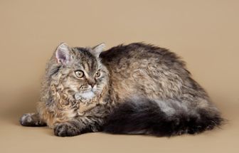 4 características do gato da raça selkirk rex 