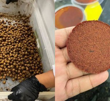 Imagem - Pesquisadores transformam mandioca e caroço de açaí em embalagens sustentáveis no Pará