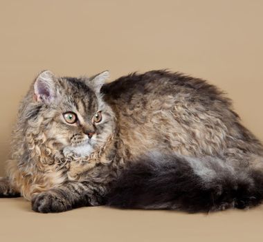 Imagem - 4 características do gato da raça selkirk rex 