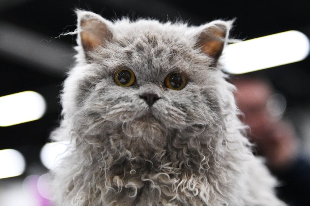 Em geral, o selkirk rex é um gato saudável, mas precisa de acompanhamento veterinário regular (Imagem: Sel_Sanders | Shutterstock)