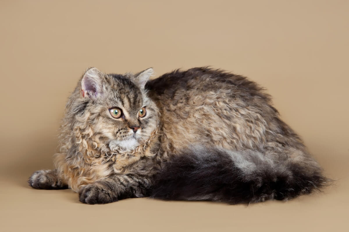 O visual incomum do selkirk rex desperta o interesse de pessoas ao redor do mundo (Imagem: mdmmikle
| Shutterstock) 