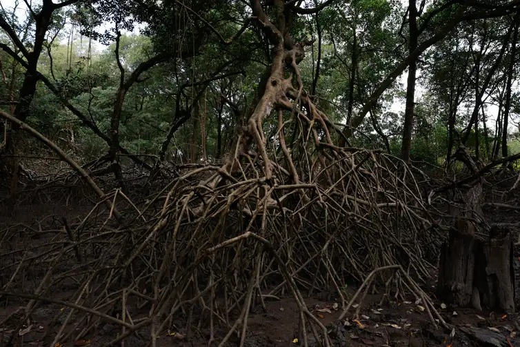Área de manguezal na Reserva Extrativista Marinha de Caeté-Taperaçu monitorada pelo projeto Mangues da Amazônia.